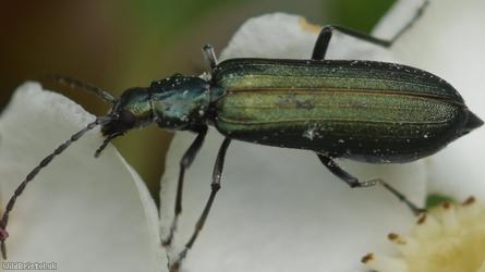 Lesser Thick-legged Flower Beetle