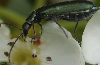 Lesser Thick-legged Flower Beetle