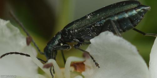 Lesser Thick-legged Flower Beetle
