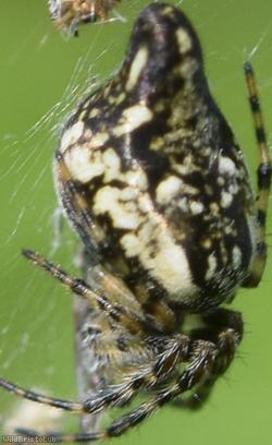 Trashline Spider