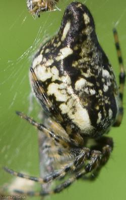 Trashline Spider