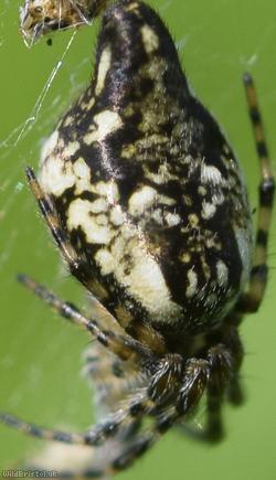Trashline Spider