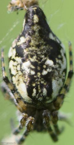 Trashline Spider
