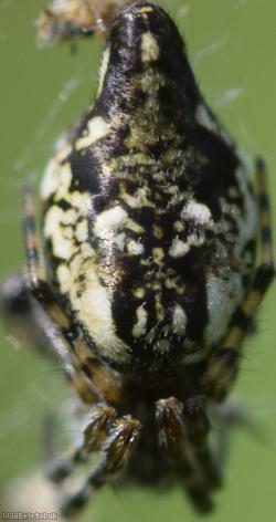 Trashline Spider