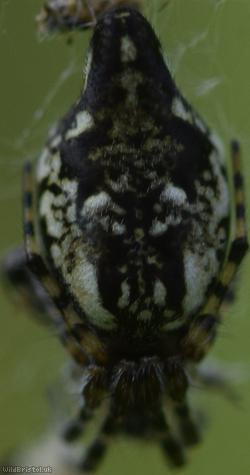 Trashline Spider