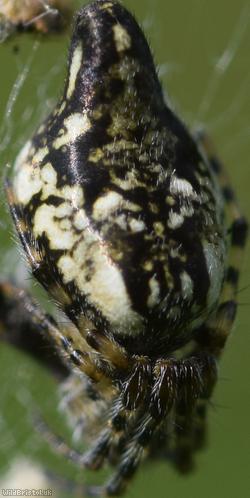 Trashline Spider