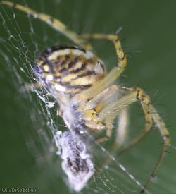Cricket-bat Orbweaver