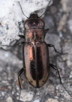 image for Frosted Springtail-stalker