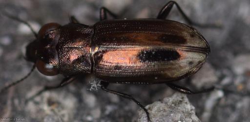 Frosted Springtail-stalker