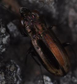 Frosted Springtail-stalker