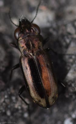 Frosted Springtail-stalker