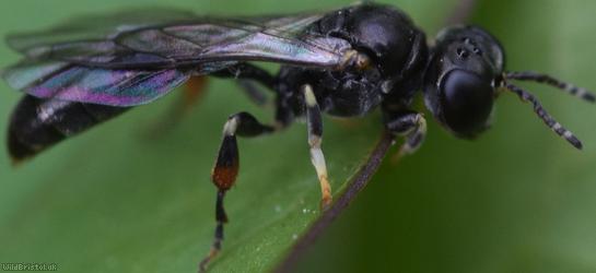 image for Rhopalum coarctatum