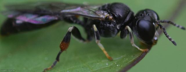 Rhopalum coarctatum