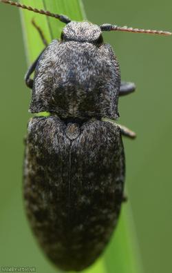 Mottled Dingy-brown Click Beetle