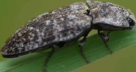 Mottled Dingy-brown Click Beetle