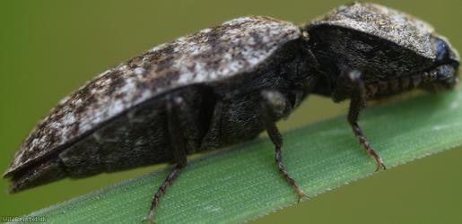Mottled Dingy-brown Click Beetle
