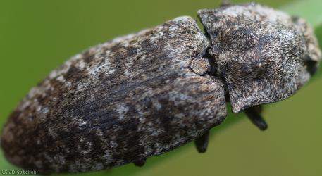Mottled Dingy-brown Click Beetle