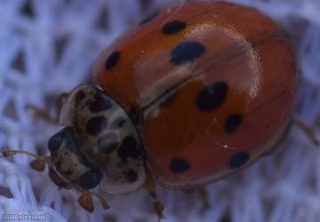 10-spot Ladybird