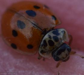 10-spot Ladybird