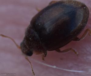 Meadow Ladybird