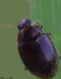 Meadow Ladybird