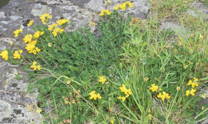 Common Bird's-foot Trefoil