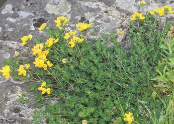 Common Bird's-foot Trefoil