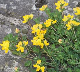 Common Bird's-foot Trefoil
