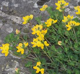 Common Bird's-foot Trefoil