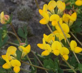 Common Bird's-foot Trefoil