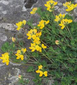 Common Bird's-foot Trefoil