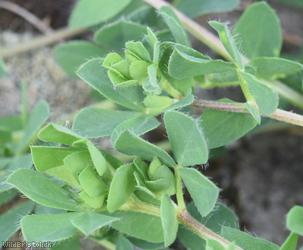 Common Bird's-foot Trefoil