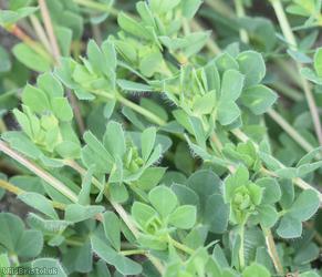 Common Bird's-foot Trefoil