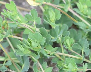 Common Bird's-foot Trefoil