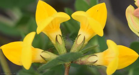 Common Bird's-foot Trefoil