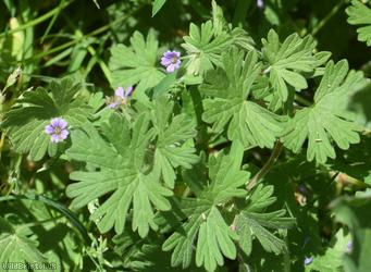 Small-flowered Crane's-bill