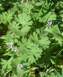 Small-flowered Crane's-bill