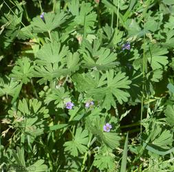 Small-flowered Crane's-bill