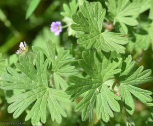 Small-flowered Crane's-bill