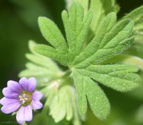 Small-flowered Crane's-bill