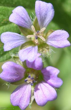 Small-flowered Crane's-bill