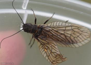 image for Alderflies