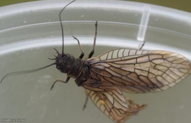 Alderfly