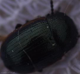 Chrysolina Unidentified