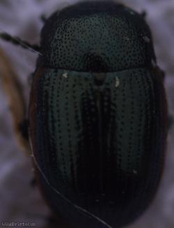 Chrysolina Unidentified