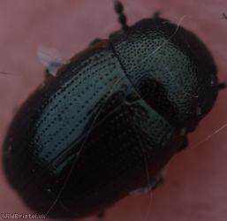 Chrysolina Unidentified