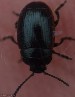 Chrysolina Unidentified
