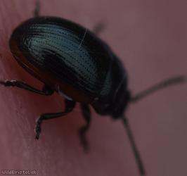 Chrysolina Unidentified