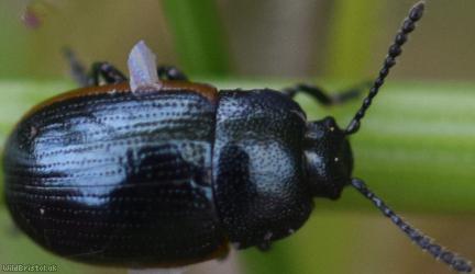 image for Chrysolina Unidentified