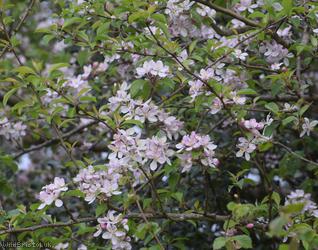 image for Crab Apple
